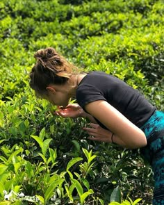 a woman picking tea leaves from a bush