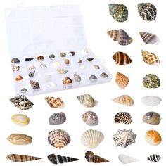 an assortment of seashells in a plastic box on top of a white surface