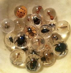 many different types of bugs and insects in glass orbs on a white counter top