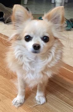 a small white dog sitting on top of a wooden floor