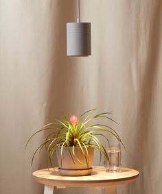 a potted plant sitting on top of a wooden table