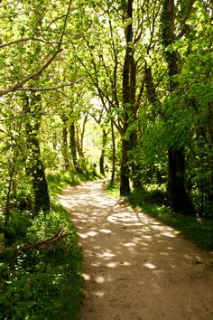 a dirt road surrounded by green trees and grass on both sides with sunlight shining through the leaves