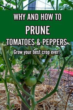 tomatoes growing in the ground with text overlay that reads, why and how to prune tomatoes & peppers grow your best crop ever