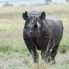 a rhino standing in the middle of a field