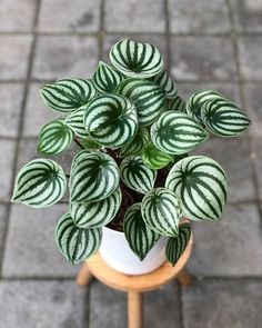 a green and white plant sitting on top of a wooden table next to a sidewalk