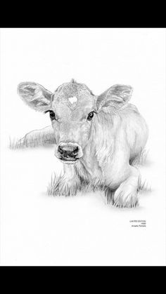 a pencil drawing of a baby cow laying in the grass