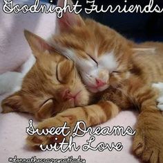 an orange and white cat sleeping on top of a bed with the caption goodnight friends sweet dreams with love