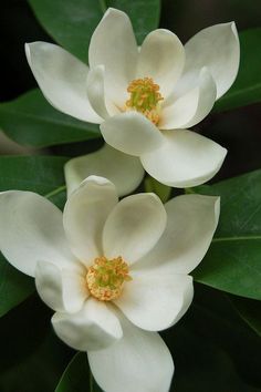 two white flowers with green leaves in the background