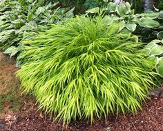 a large green plant sitting in the middle of a garden