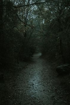 a dark path in the woods at night