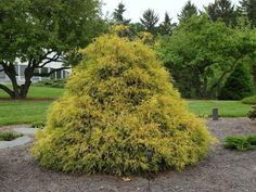 a very pretty yellow tree in the middle of some gravel and trees around by itself