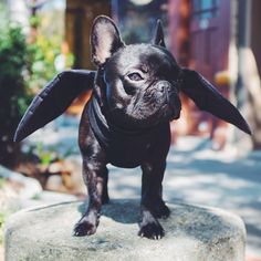 a small black dog standing on top of a rock