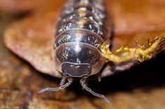 a close up of a bug on a leaf