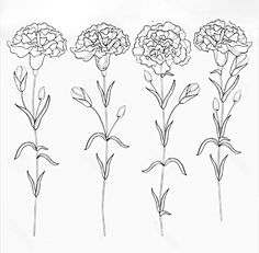 four different types of carnation flowers on a white background stock photo and royalty illustration