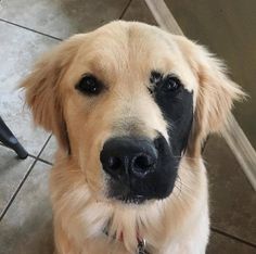 a close up of a dog looking at the camera