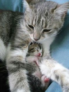 two kittens are cuddling together on a blue blanket with their paws touching each other