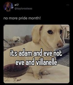 a dog sitting on top of a bed with the caption it's adam and eve