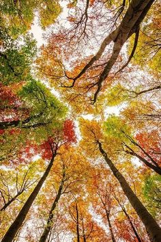 looking up at the tops of tall trees with fall leaves on them in an autumn forest