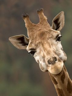 a giraffe's head is shown with the word hello written on it