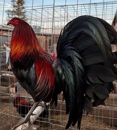 a rooster is standing on a perch in a cage