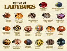 the types of ladybugs are shown here