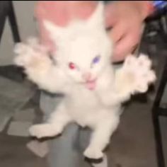 a small white kitten standing on its hind legs