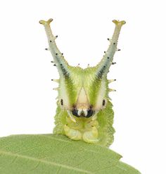 a close up of a green insect on a leaf