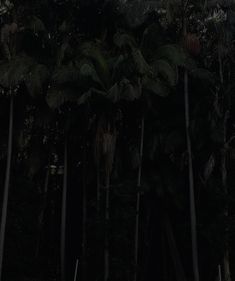 a person riding a surfboard in the dark with palm trees behind them at night