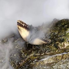 a butterfly sitting on top of a rock covered in water and steam rising from it's wings