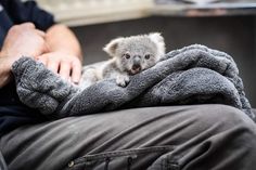 a small koala sitting on top of a person's lap while wrapped in a blanket