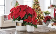 two white vases with red poinsettias in front of a christmas tree