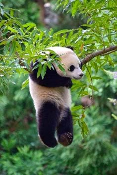 a panda bear hanging from a tree branch