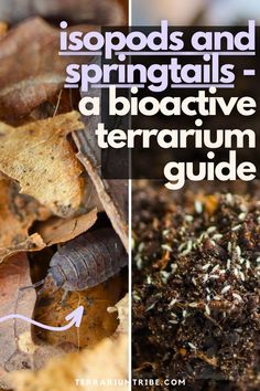 a close up of leaves and dirt with text overlay reading ispoads and springtails - a bioticive terrarium guide