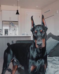 a black and brown dog standing on top of a bed in a living room next to a kitchen