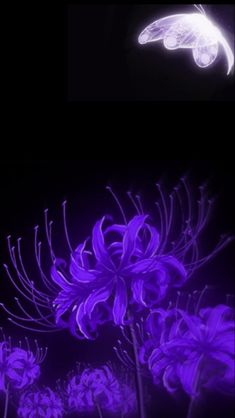 purple flowers are lit up in the dark