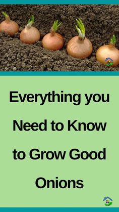 onions growing in the ground with text overlay saying, everything you need to know to grow