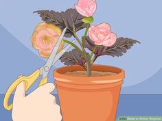 How to Winter Begonia: 14 Steps (with Pictures) - wikiHow How To Over Winter Begonias, Overwintering Begonias In Pots, House Plant Fertilizer, Winter Begonia, Tuberous Begonia, Plant Fertilizer, Overwintering, Garden Fun, Fertilizer For Plants