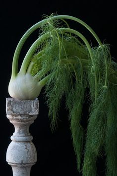 an onion is growing out of the top of a stone pillar with green foliage around it