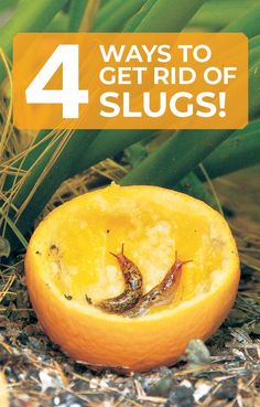 an orange with the words 4 ways to get rid of slugs on it's side