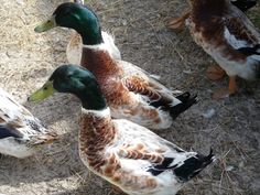 three ducks are standing on the ground together