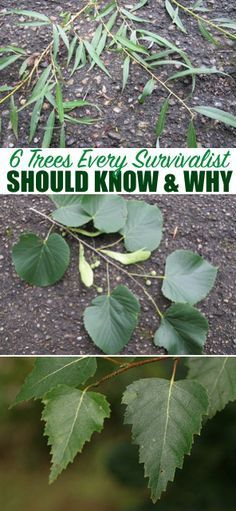 four different pictures with leaves and the words 6 trees every sunbath should know and why