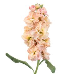 pink flowers are in a vase on a white background