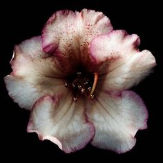 a white and pink flower with red spots on it's petals in the dark