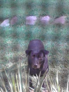 a black dog is sitting in the grass