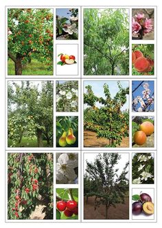 several pictures of fruit trees with fruits on them