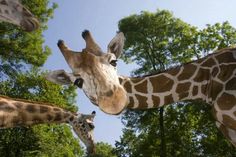 three giraffes standing next to each other with trees in the background