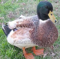 a duck is standing in the grass with it's head turned