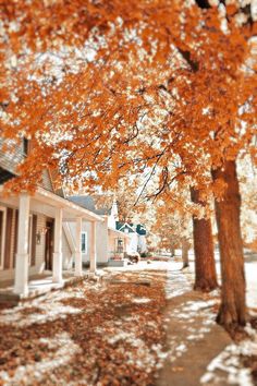 an orange tree in front of a white house with lots of leaves on the ground