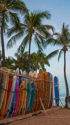 many surfboards are lined up on the beach