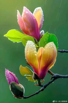 two pink and yellow flowers with green leaves on a branch in the rain, against a green background